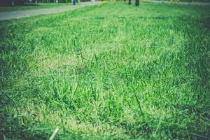 Green grass in the park photo