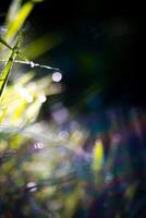 Macro of morning grass photo