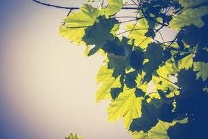 Fresh Green Maple Leaves Retro photo