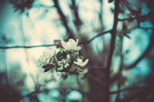 Spring Apple Blooming Trees Filtered photo