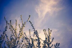 Spring White Blooming Trees Retro photo