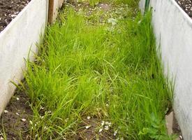 hierba verde en el suelo foto