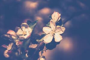 Spring Apple Blooming Trees Filtered photo