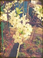 White Plum Blossoms photo