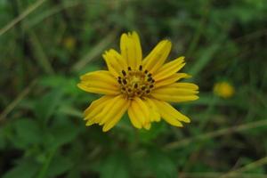 Yellow flower plants, photo