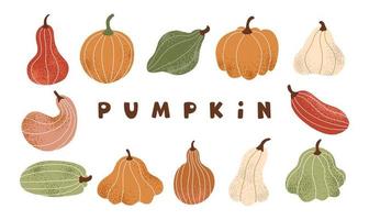 A large autumn set of pumpkins. Pumpkin, zucchini, zucchini and squash. Colorful vegetables on a white background vector