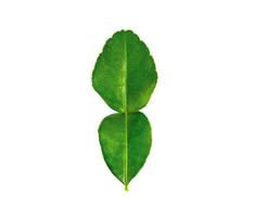 Fresh bergamot green leaf organic herb isolated on white background with clipping path. photo