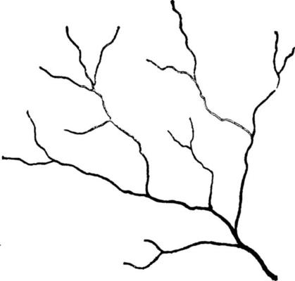 Streamlet Branching, vintage illustration.