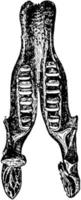 Lower Jaw of Megatherium Fossil Skeleton, vintage illustration. vector