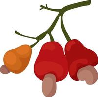 Cashew on a branch, illustration, vector on white background.