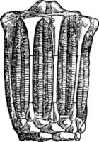 Eucalyptocrinus, vintage illustration vector