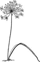 Bloomeria, Aurea, flower, cluster vintage illustration. vector
