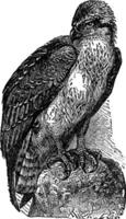 Osprey or Fish Hawk or Bald Buzzard or Fishing Eagle or Pandion haliaetus, vintage illustration.