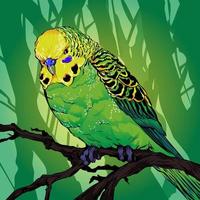 budgerigar on a branch vector illustration