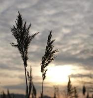 Golden reeds sway in the wind against sunset sky. Abstract natural background. Pattern with neutral colors. Minimal, stylish, trend concept. Golden sedge grass, dry reed, reed layer, reed seeds. photo