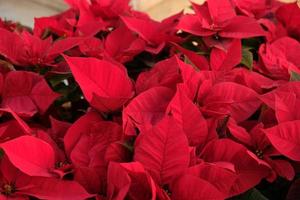 primer plano de flores rojas de nochebuena - euphorbia pulcherrima. poinsettia roja, plantas de maceta tradicionales y coloridas, a la venta en un centro de jardinería. grupo de plantas de poinsettia roja. foto
