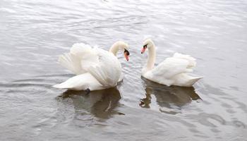 Couple of white swans swim in the water. A symbol of love and fidelity is two swans make a heart shape. Magical landscape with wild bird - Cygnus olor. Toned image, banner, copy space. photo