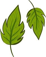 Beautiful green leaves, illustration, vector on white background.