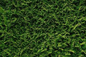 Beautiful green leaves of Thuja trees, nature background wallpaper, wall shrubs, screensaver. Bright green background for wallpaper and backdrop. Thuja occidentalis. Green hedge in garden or backyard. photo