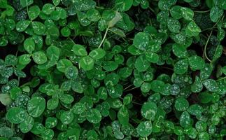 Close-up of green clover leaves with water drops from rain or morning dew. Abstract natural soft background with copy space, top view. photo