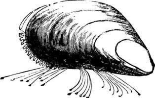 Mussel, vintage illustration. vector