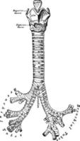 Front View of the Cartilages of the Larynx, Trachea and Bronchi, vintage illustration. vector