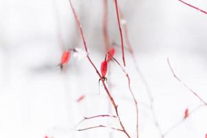 nieve planta rosa mosqueta rosa silvestre fruta invierno foto