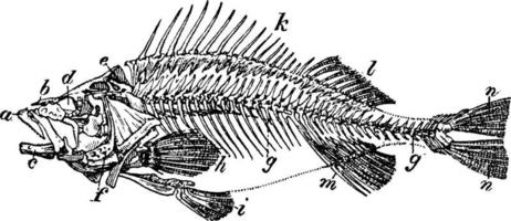 Skeleton Of Perch, vintage illustration. vector