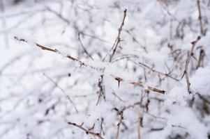 snow winter nature branch photo