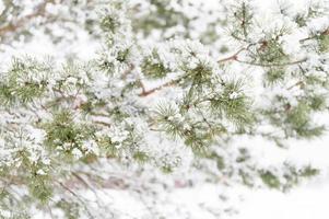 nieve árbol pino picea invierno naturaleza foto