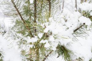 snow tree pine spruce winter photo