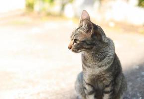 gato gris sentado en el suelo de cemento y mirando hacia los lados. foto