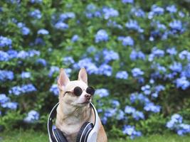 brown chihuahua dog wearing sunglasses and headphones around neck  sitting on green grass in the garden with purple flowers background, looking up at copy space. photo