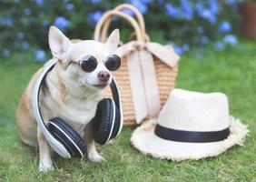 brown chihuahua dog wearing sunglasses and headphones around neck  sitting  with straw bag and hat on  green grass in the garden with purple flowers,ready to travel. Safe travel with animals. photo