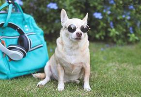 brown short hair chihuahua dog wearing sunglasses  sitting  with travel accessories, backpack, headphones  in the garden with purple flowers. travelling  with animal concept. photo