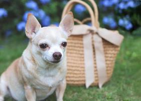 brown chihuahua dog  sitting  with straw bag on  green grass in the garden with purple flowers, ready to travel. Safe travel with animals. photo