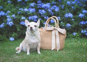 brown chihuahua dog  sitting  with straw bag on  green grass in the garden with purple flowers, ready to travel. Safe travel with animals. photo