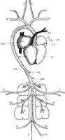 sistema arterial de paloma, ilustración vintage vector