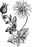 Clematis Viorna vintage illustration. vector