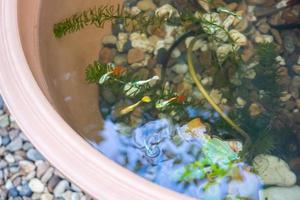 guppy fish in the lotus pond photo