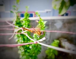 Closeup view of Dragonfly. Dragon fly, selective focus. photo