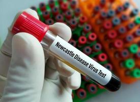 tubo de muestra de sangre para ndv o prueba del virus de la enfermedad de newcastle, infección de aves domésticas y otras especies de aves foto