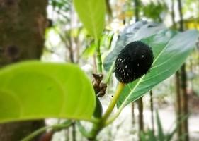 Jack fruits disease, infested young jack fruit from fungi, destroying young jackfruit photo