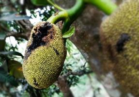 jackfruit that is still on the tree is affected by disease so that there is a rotten part photo