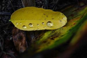 una hoja amarilla caída de un árbol de acacia con gotas de lluvia en el interior sobre suelo oscuro durante una temporada de otoño foto