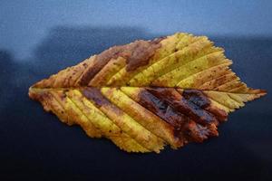 Yellow textured hornbeam fallen leaf with brown spots lying on wet from rain drops black car front hood surface photo