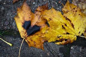 Two crossed yellow maple tree leaves on wet back side of black car near a number plate during an autumn season photo