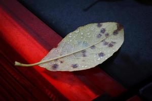 Back side of pear leaf with black dots and rain drops on wet back side of black car with red back lights cover during an autumn season photo