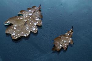 Two brown textured oak fallen leaves with shiny rain drops lying on wet black car front hood surface photo