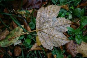 hoja de arce de sicómoro húmedo marrón acostado en la parte trasera sobre hierba verde rodeada de otras hojas caídas durante una temporada de otoño foto